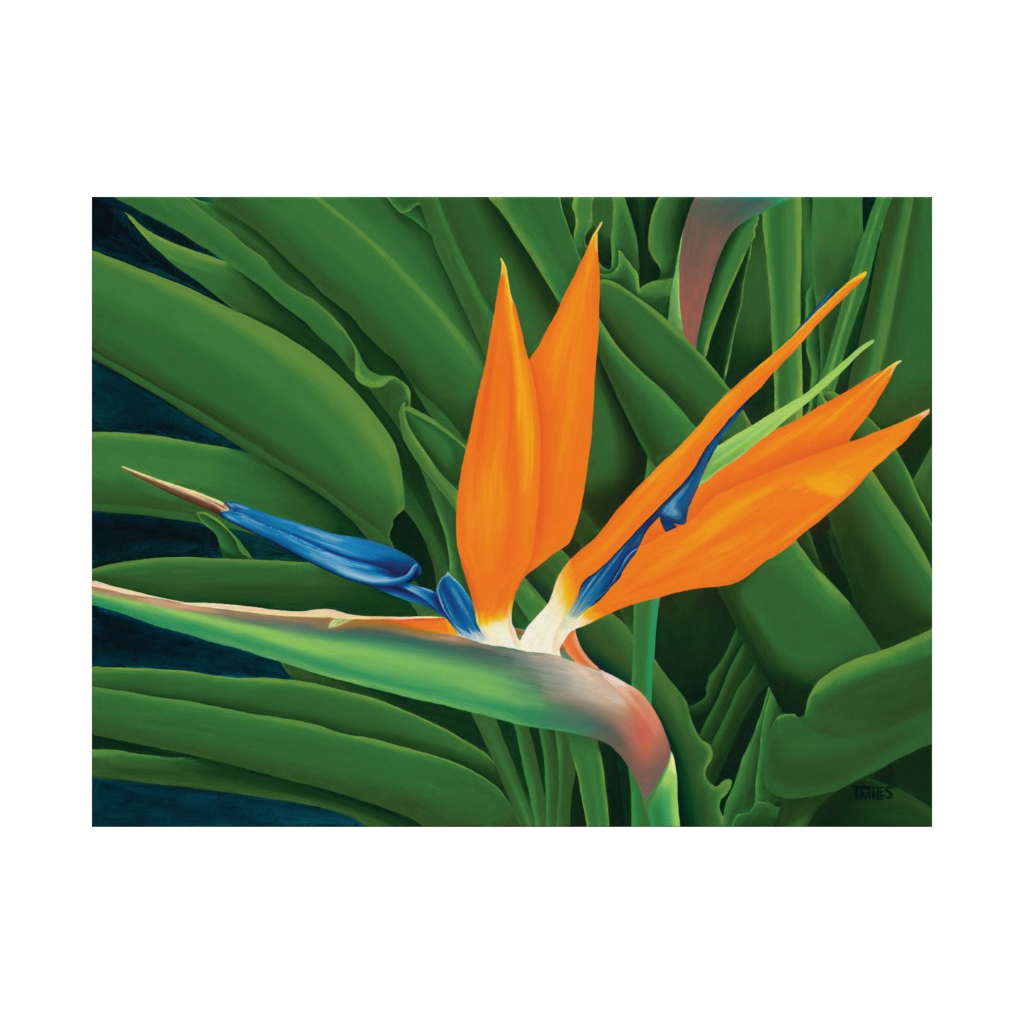 Bird of Paradise — Paper Poster with a satin finish