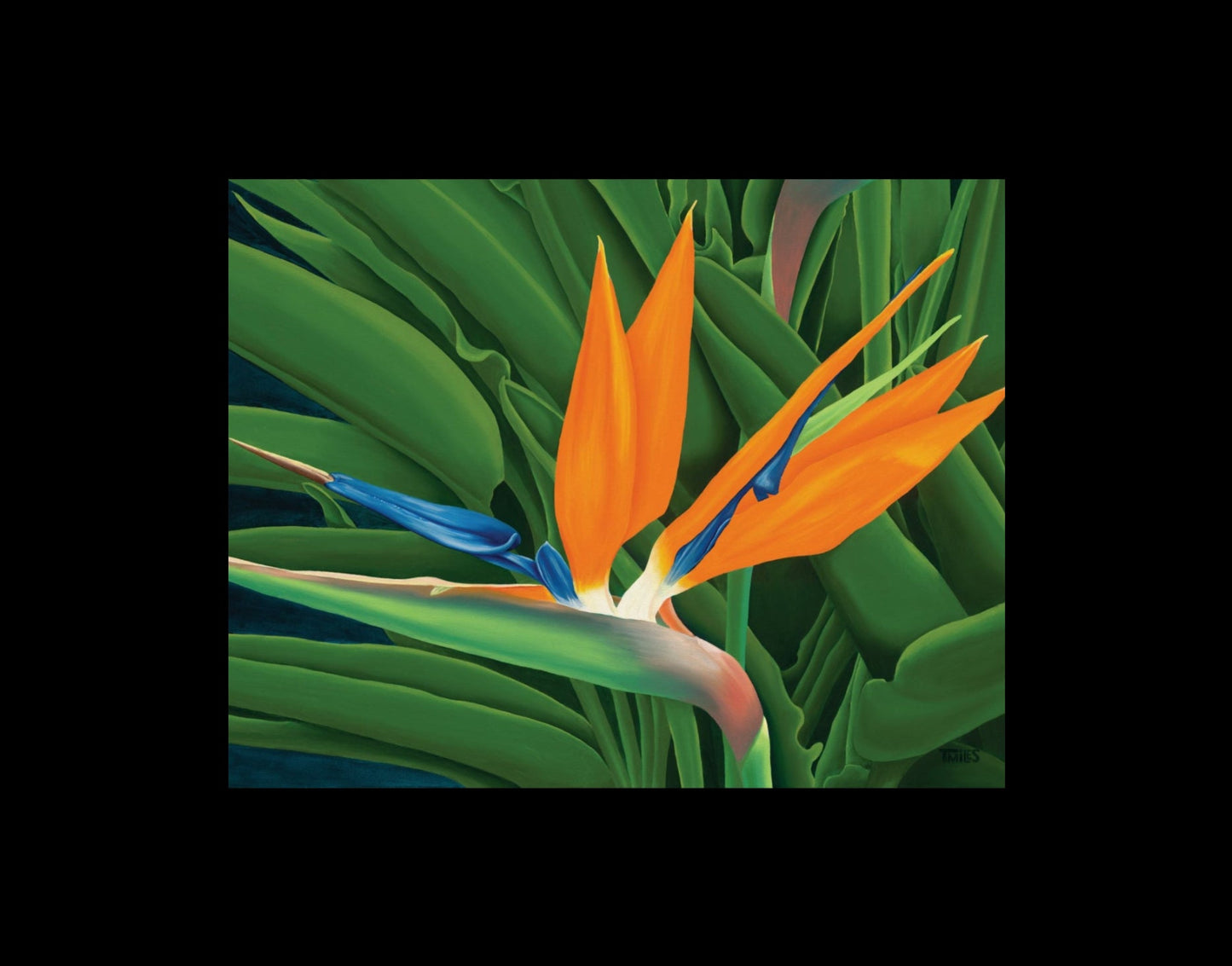 Bird of Paradise  —   Paper Poster with a satin finish