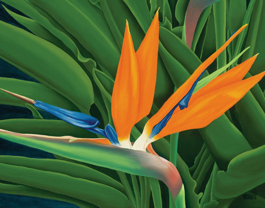 Bird of Paradise  —   Paper Poster with a satin finish