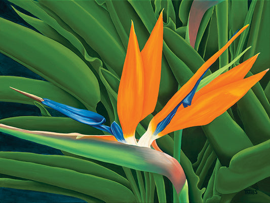 Bird of Paradise
